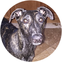 Joe DeMichael profile picture