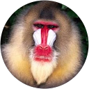 David Ledbetter profile picture